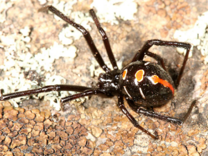 Northern Black Widow