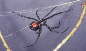 Southern Black Widow