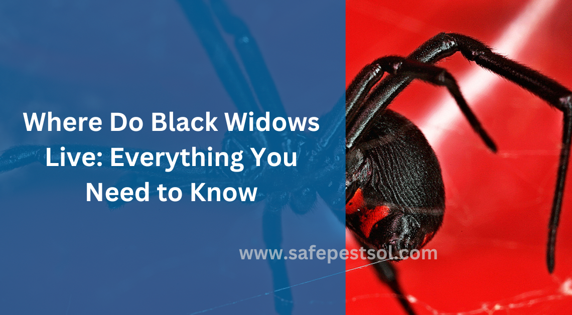 Where Do Black Widows Live Everything You Need to Know