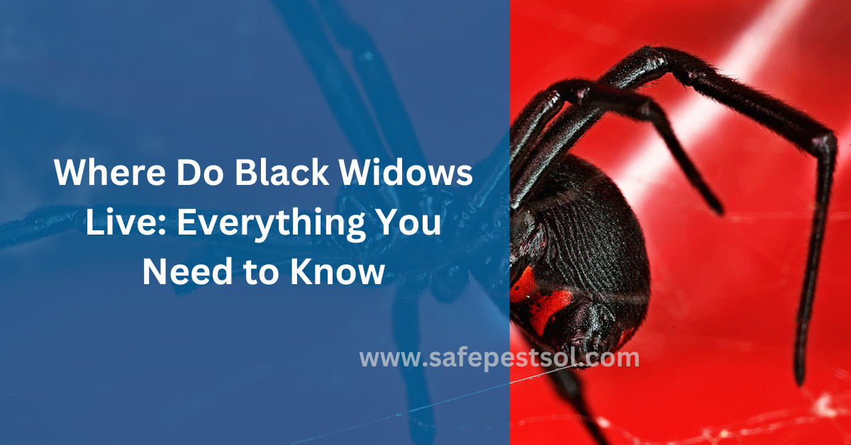 Where Do Black Widows Live Everything You Need to Know