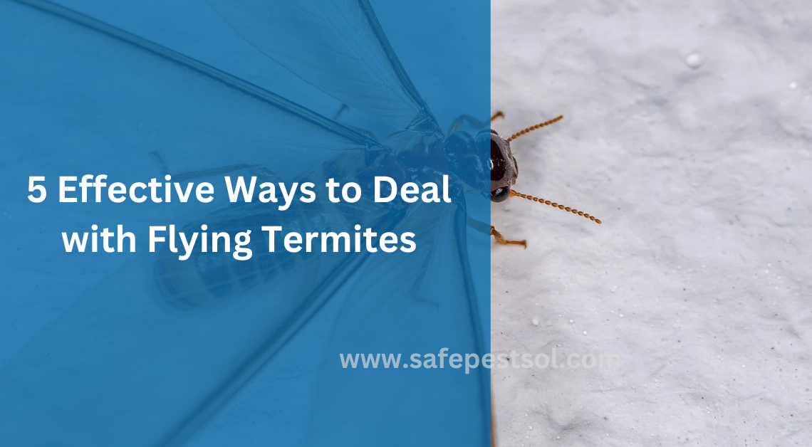 5 Effective Ways to Deal with Flying Termites