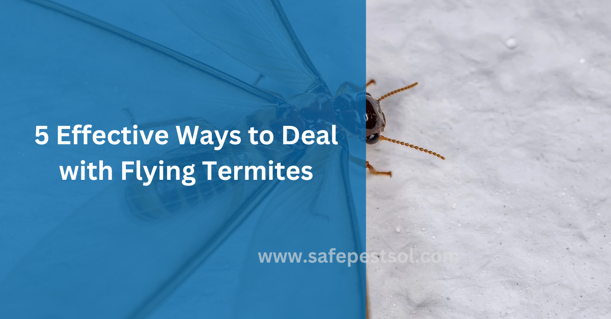 5 Effective Ways to Deal with Flying Termites