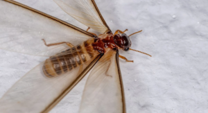 How to Get Rid of Flying Termites