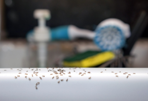 Tiny Ants Around the Kitchen Sink