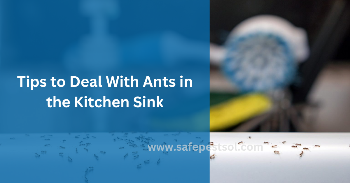 Tips to Deal With Ants in the Kitchen Sink