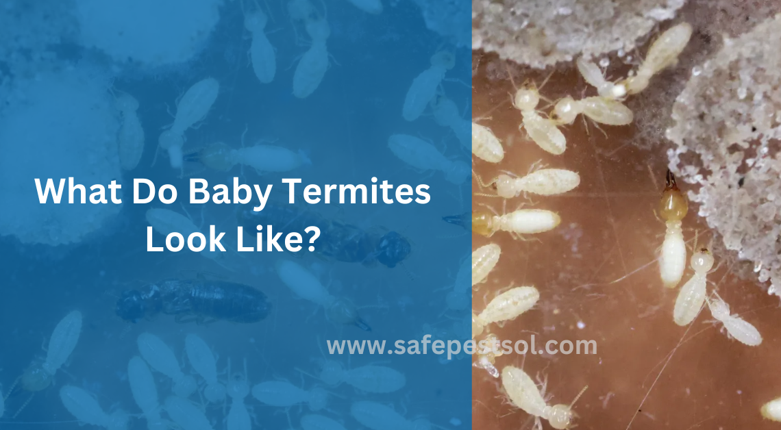 What Do Baby Termites Look Like