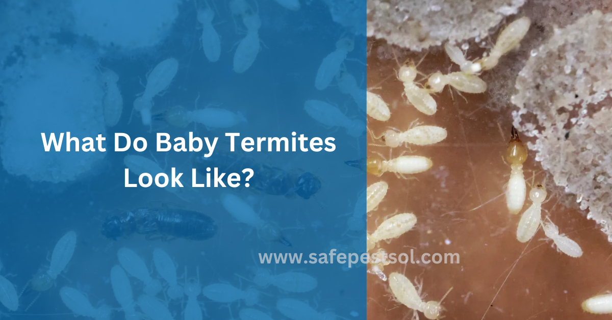 What Do Baby Termites Look Like