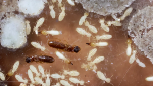 What Do Baby Termites Look Like 