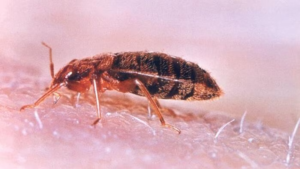 What Kills Bed Bugs Instantly