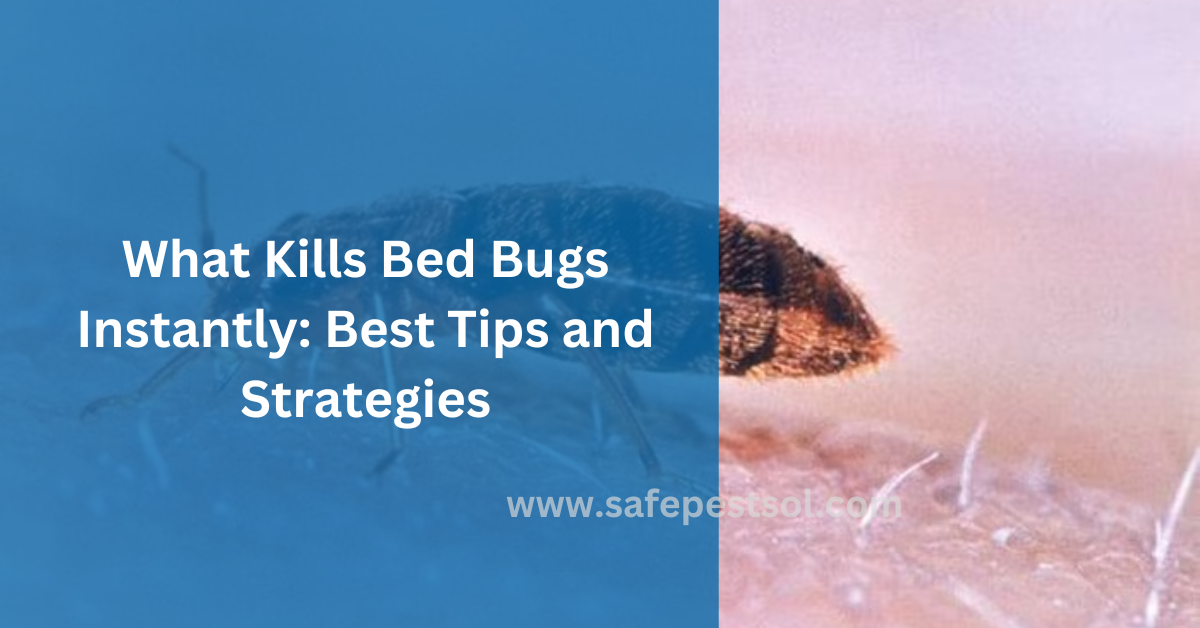 What Kills Bed Bugs Instantly Best Tips and Strategies