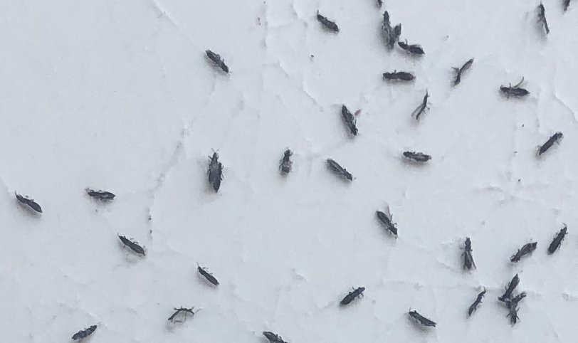 Tiny Black Bugs From Outside