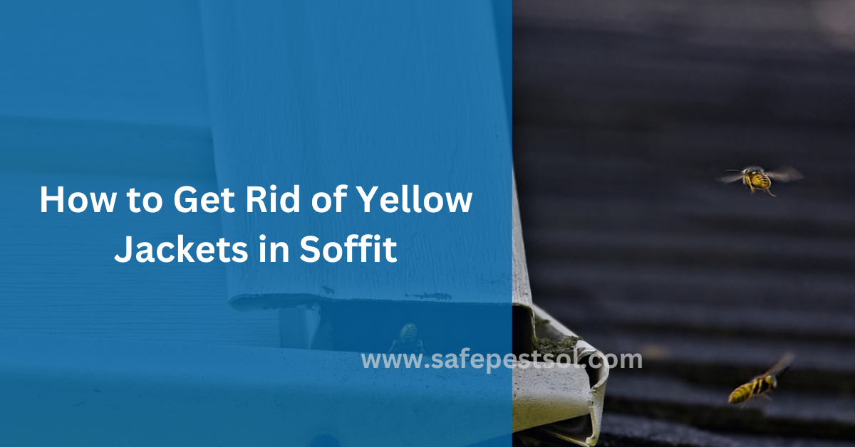 How to Get Rid of Yellow Jackets in Soffit