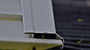 How to Get Rid of Yellow Jackets in Soffit