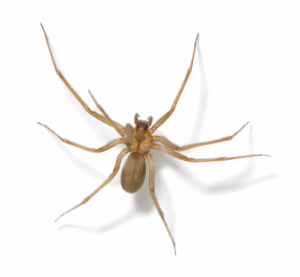 10 Harmless House Spiders