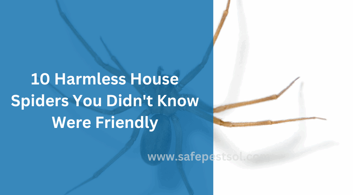 10 Harmless House Spiders You Didn't Know Were Friendly