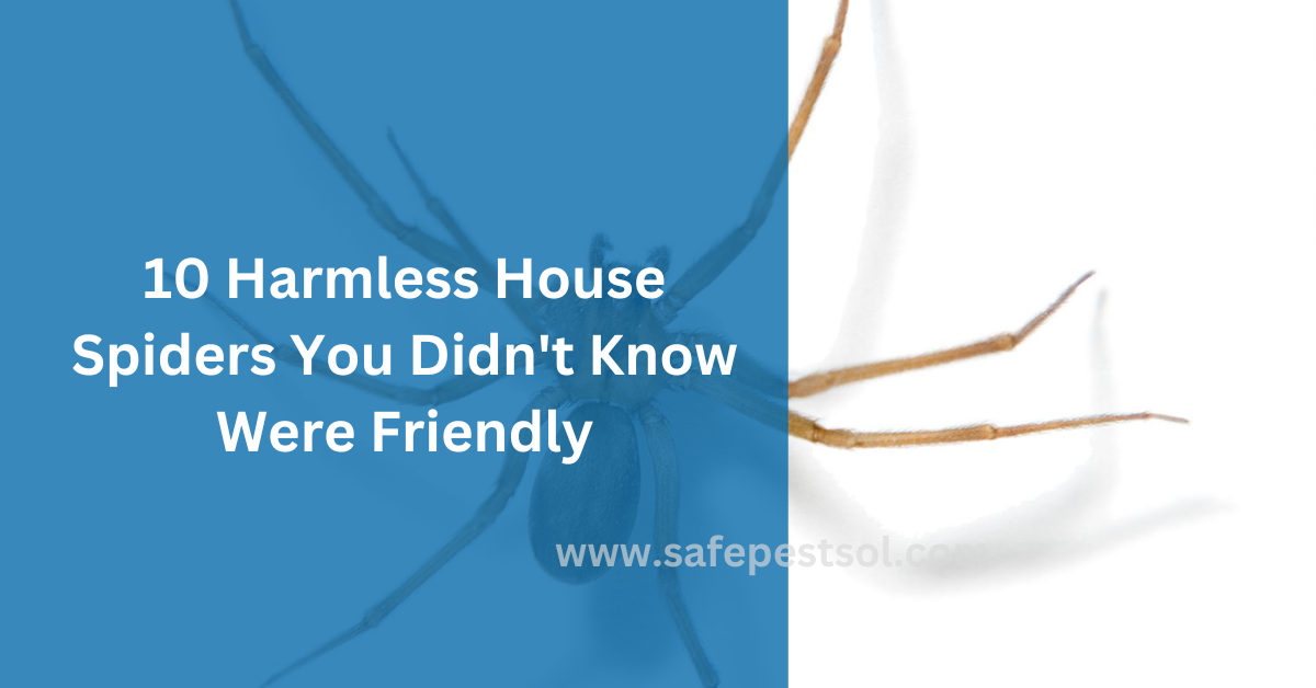 10 Harmless House Spiders You Didn't Know Were Friendly