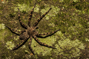 6 Spiders in Tennessee