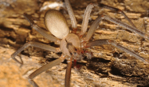 8 House Spider Brown Recluse