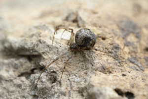 American House Spiders