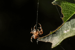 Black Widow Spiders