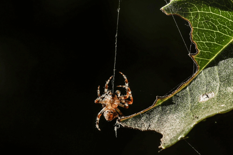 10 Harmless House Spiders You Didn't Know Were Friendly - Safe Pest Sol
