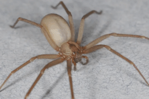 Brown Recluse