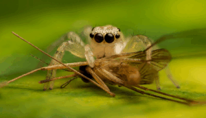 Do Spiders Eat Mosquitoes