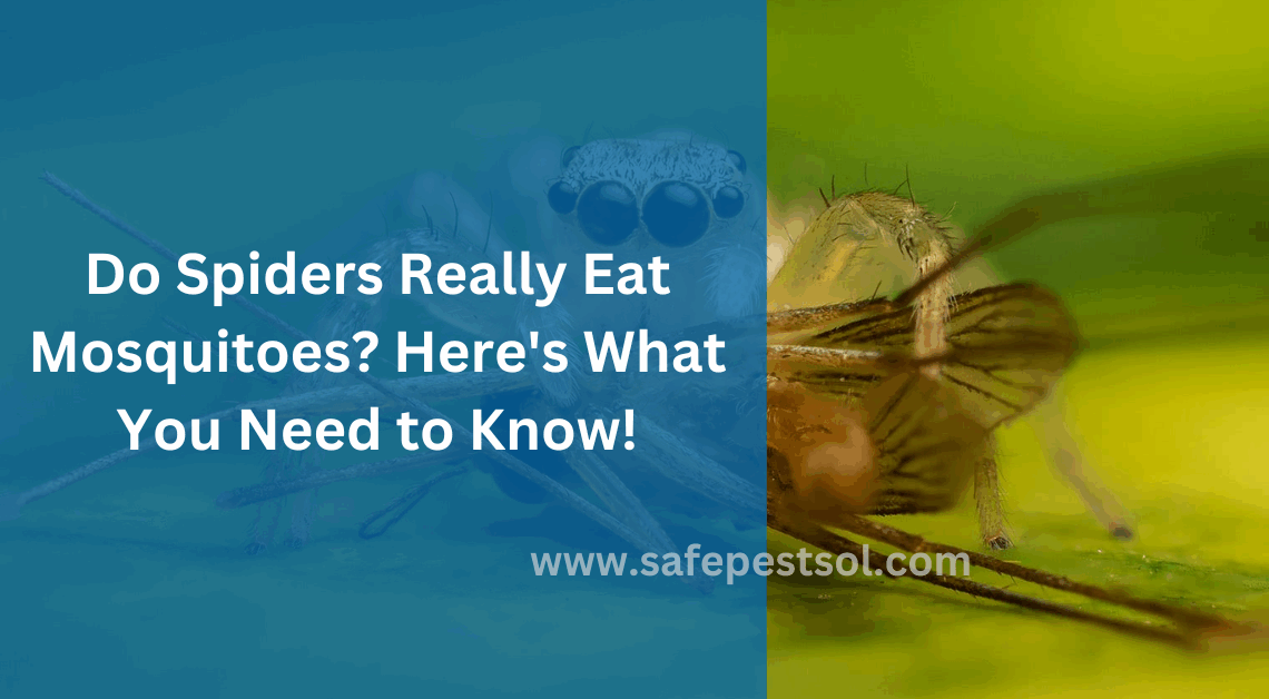 Do Spiders Really Eat Mosquitoes