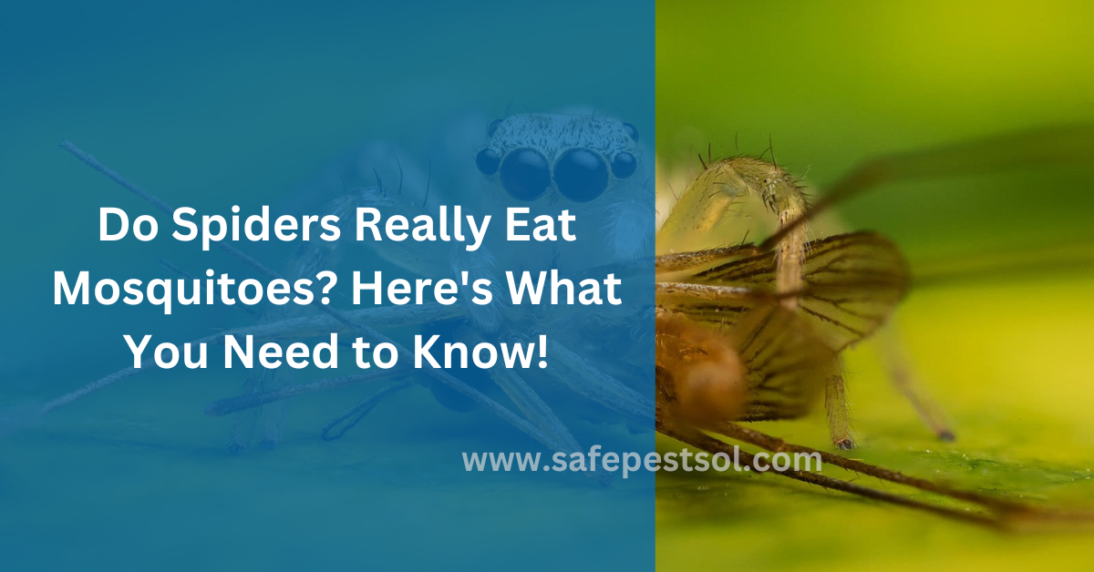 Do Spiders Really Eat Mosquitoes