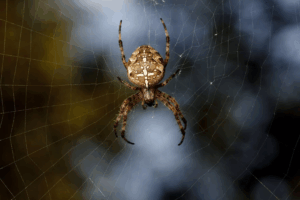 Funnel Weavers