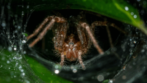 Grass Spiders
