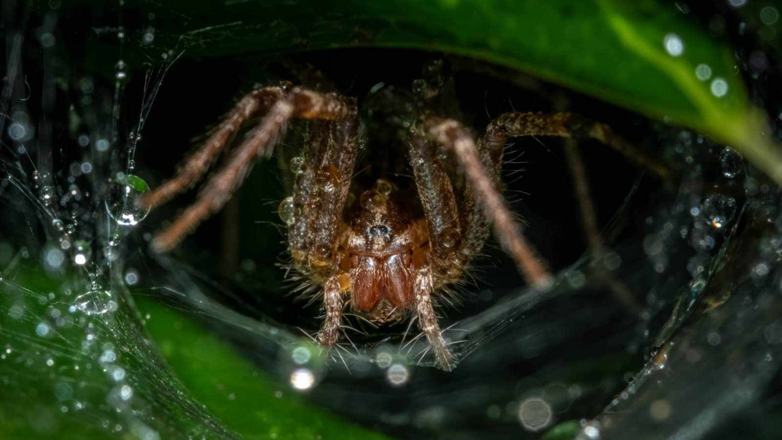 10 Harmless House Spiders You Didn't Know Were Friendly - Safe Pest Sol