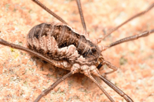 Harvestmen