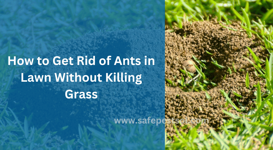 How to Get Rid of Ants in Lawn