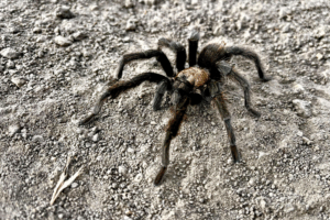 Jumping Spiders