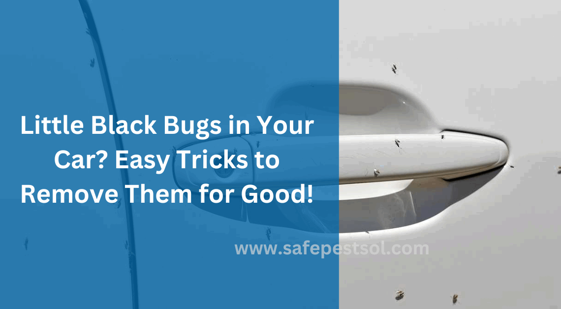 Little Black Bugs in Your Car Easy Tricks to Remove Them for Good!