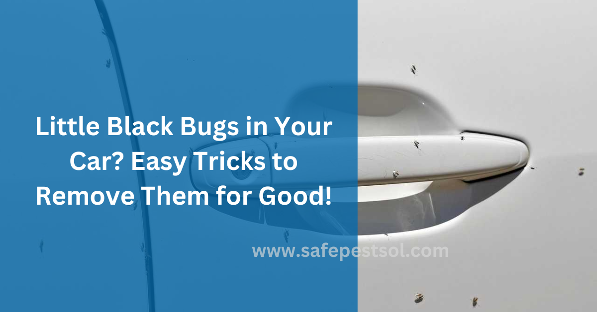 Little Black Bugs in Your Car Easy Tricks to Remove Them for Good!