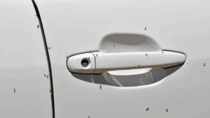 Little Black Bugs in the Car