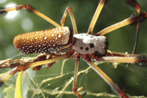 Orb-Weavers
