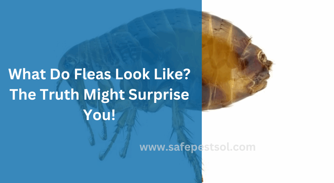 What Do Fleas Look Like The Truth Might Surprise You!