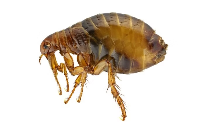 Vlooie What Do Fleas Look Like? The Truth Might Surprise You!