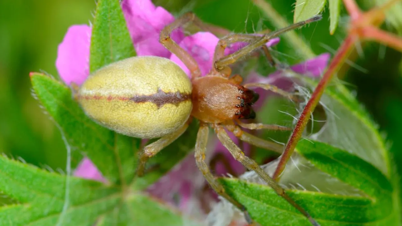 10 Harmless House Spiders You Didn't Know Were Friendly - Safe Pest Sol