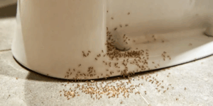 Tiny Ant Like Bugs in the Bathroom