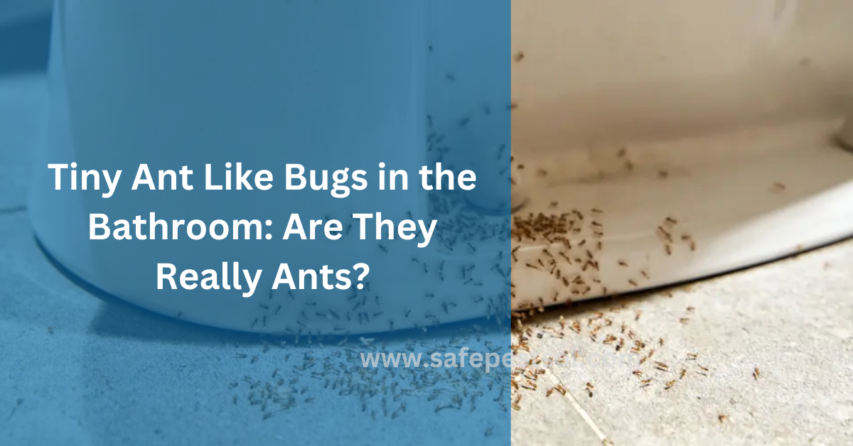 Tiny Ant Like Bugs in the Bathroom Are They Really Ants
